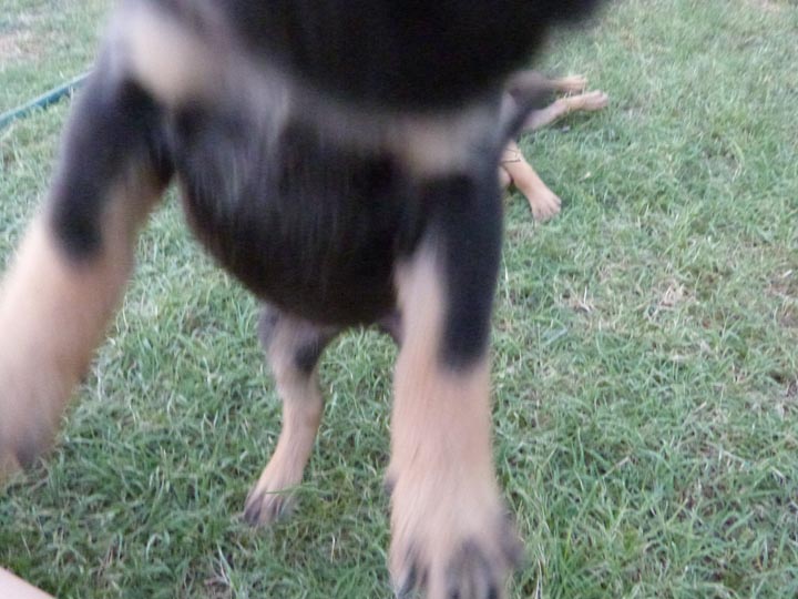 chinook dog